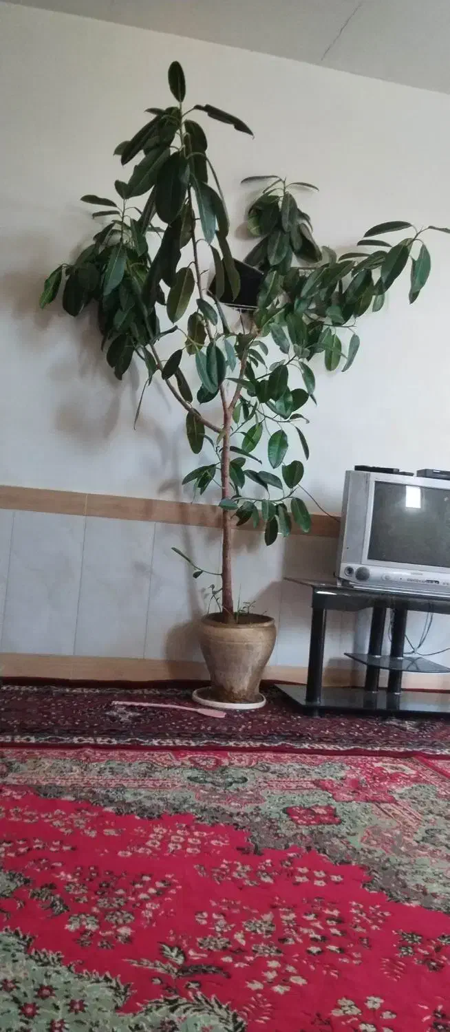 گل خانگی|گل و گیاه طبیعی|بناب, |دیوار