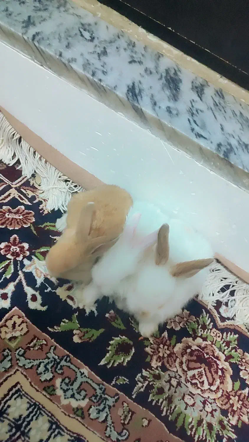 خرگوش|موش و خرگوش|نقده, |دیوار