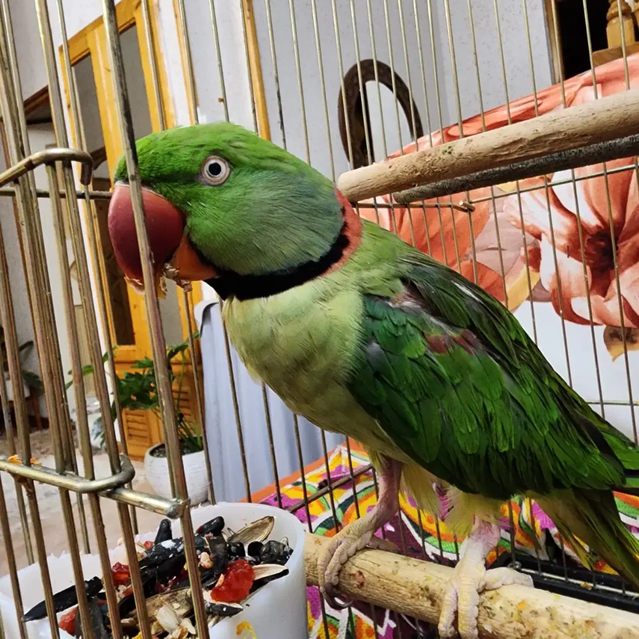 گمشده|حیوانات|رامسر, |دیوار