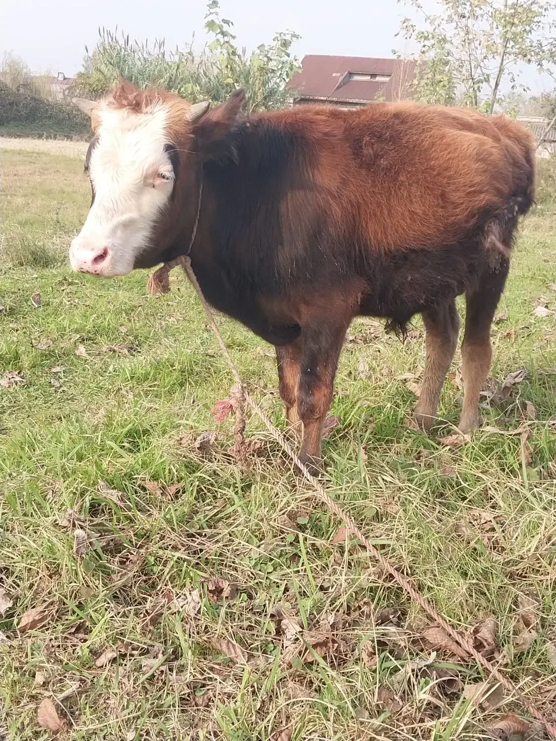 دوراس گوساله نر استثنایی سیمینتال و دورگ چالوسی|حیوانات مزرعه|کوچصفهان, |دیوار