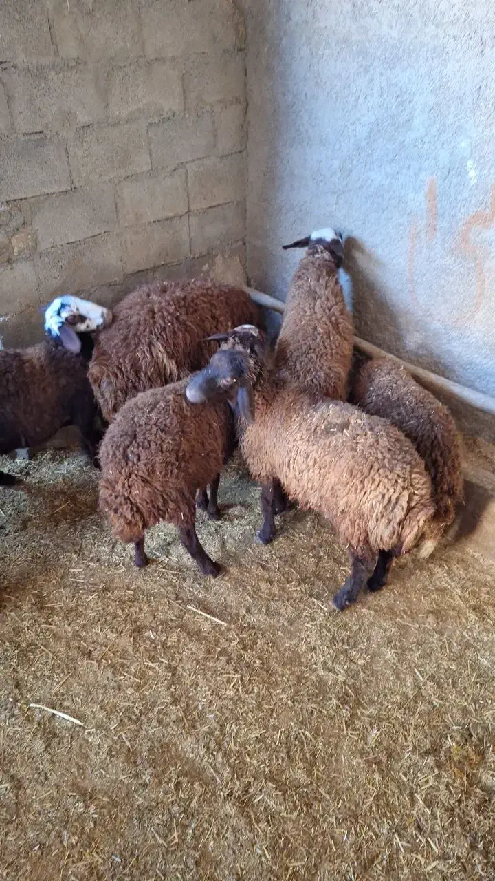 بره پای پروار کیلویی 370هزار|حیوانات مزرعه|کوهدشت, |دیوار