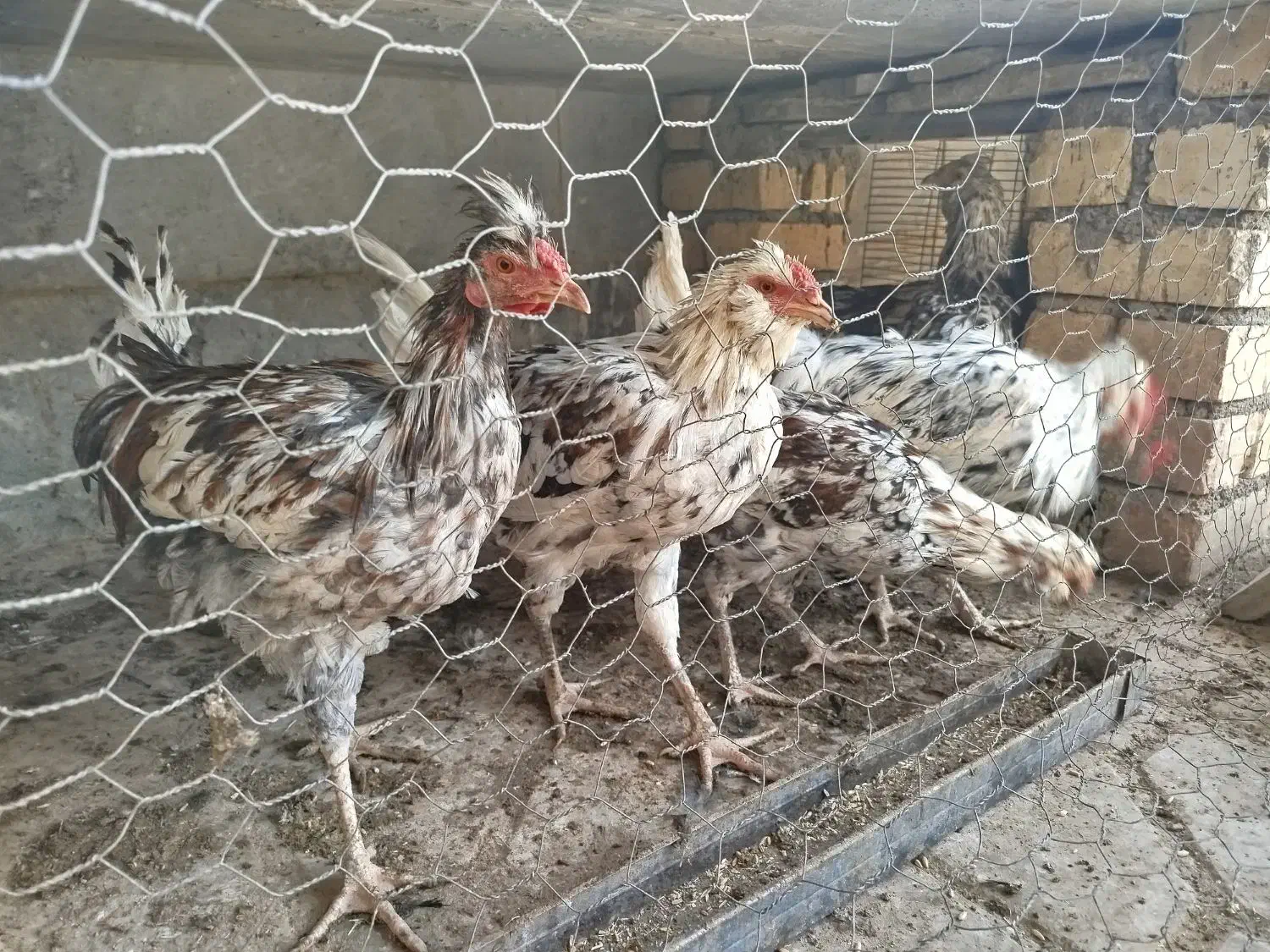 خروس گلین|حیوانات مزرعه|شاهینشهر, شهرک گلدیس|دیوار