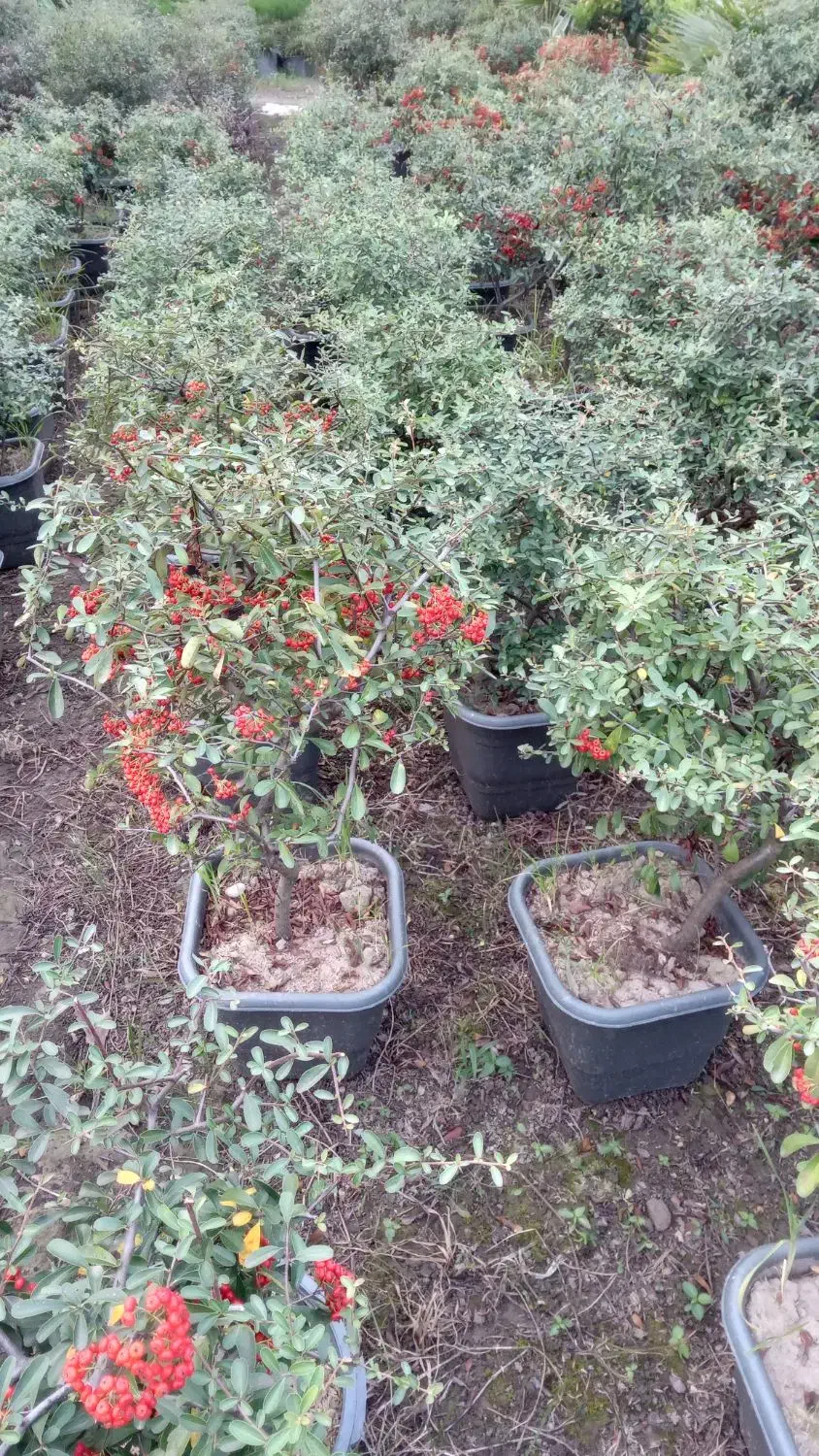 پیرکانتا|خدمات باغبانی و درختکاری|خرم‌آباد (تنکابن), |دیوار