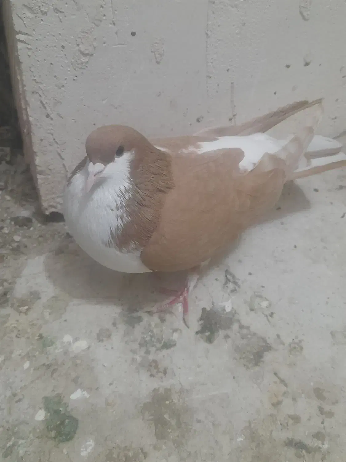 کفتر شصی|پرنده|محمدیه-قزوین, |دیوار