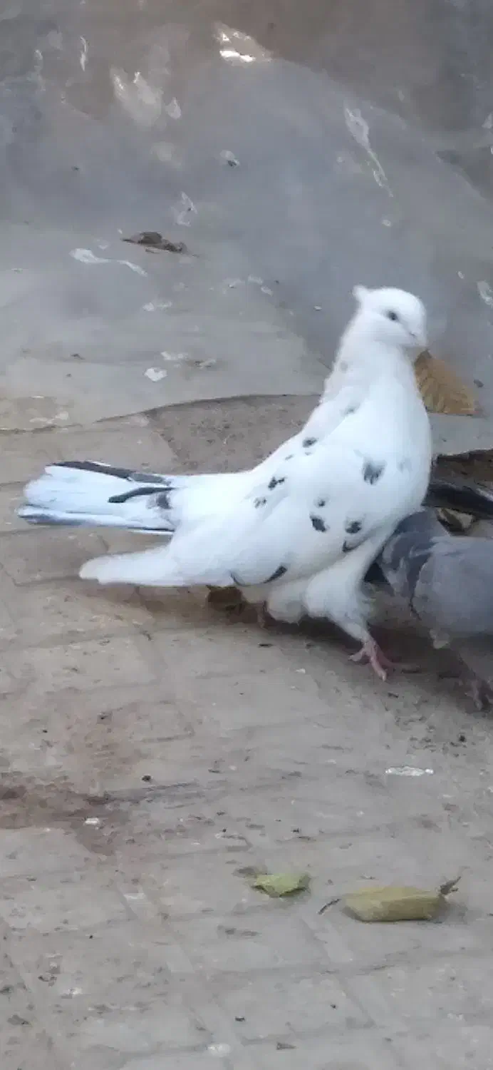 کبوتر نوک جم بسیار درشت به رنگ خال پیس|پرنده|ابهر, |دیوار