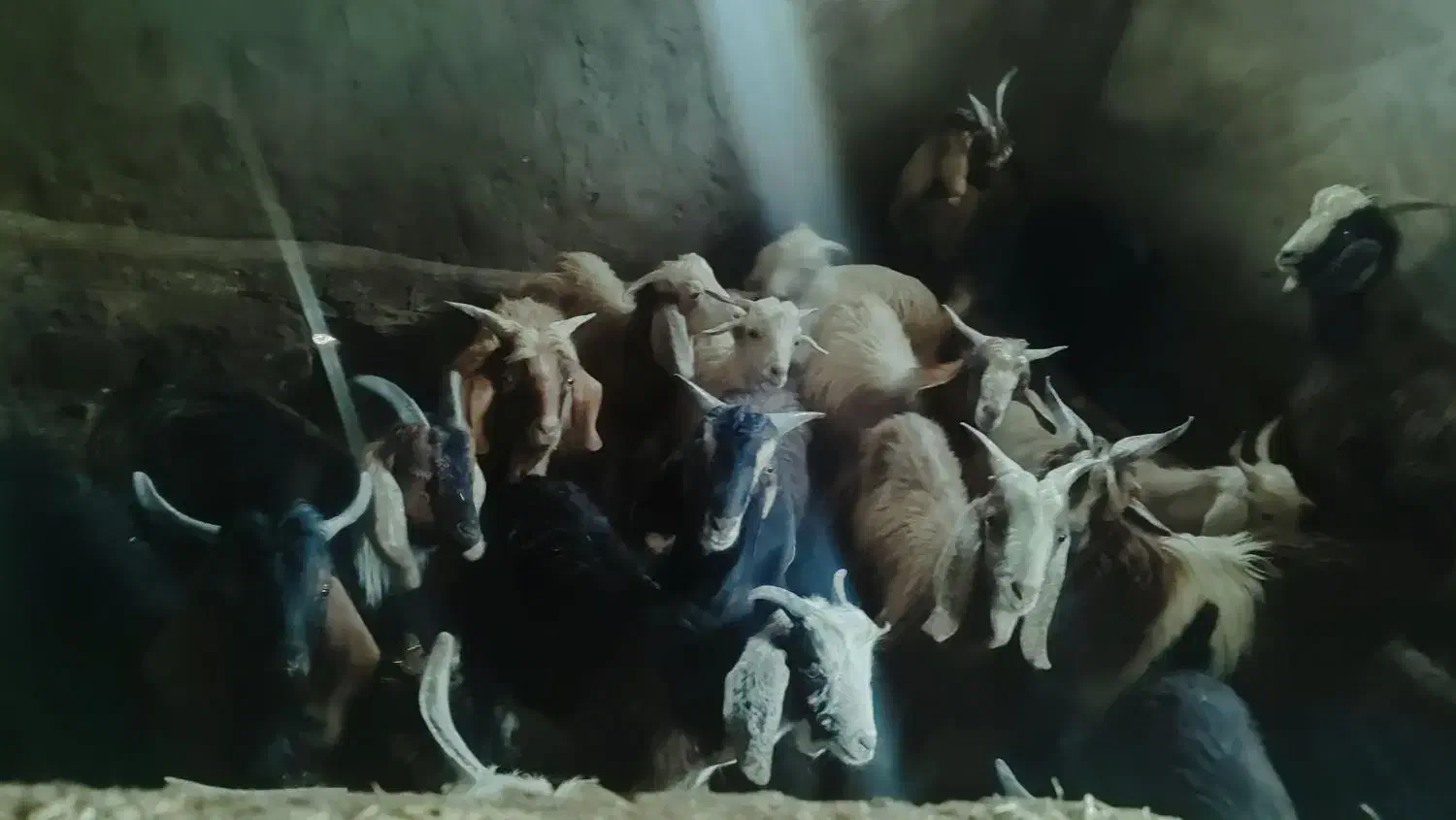 ده جفت چپش نر|حیوانات مزرعه|دورود, |دیوار