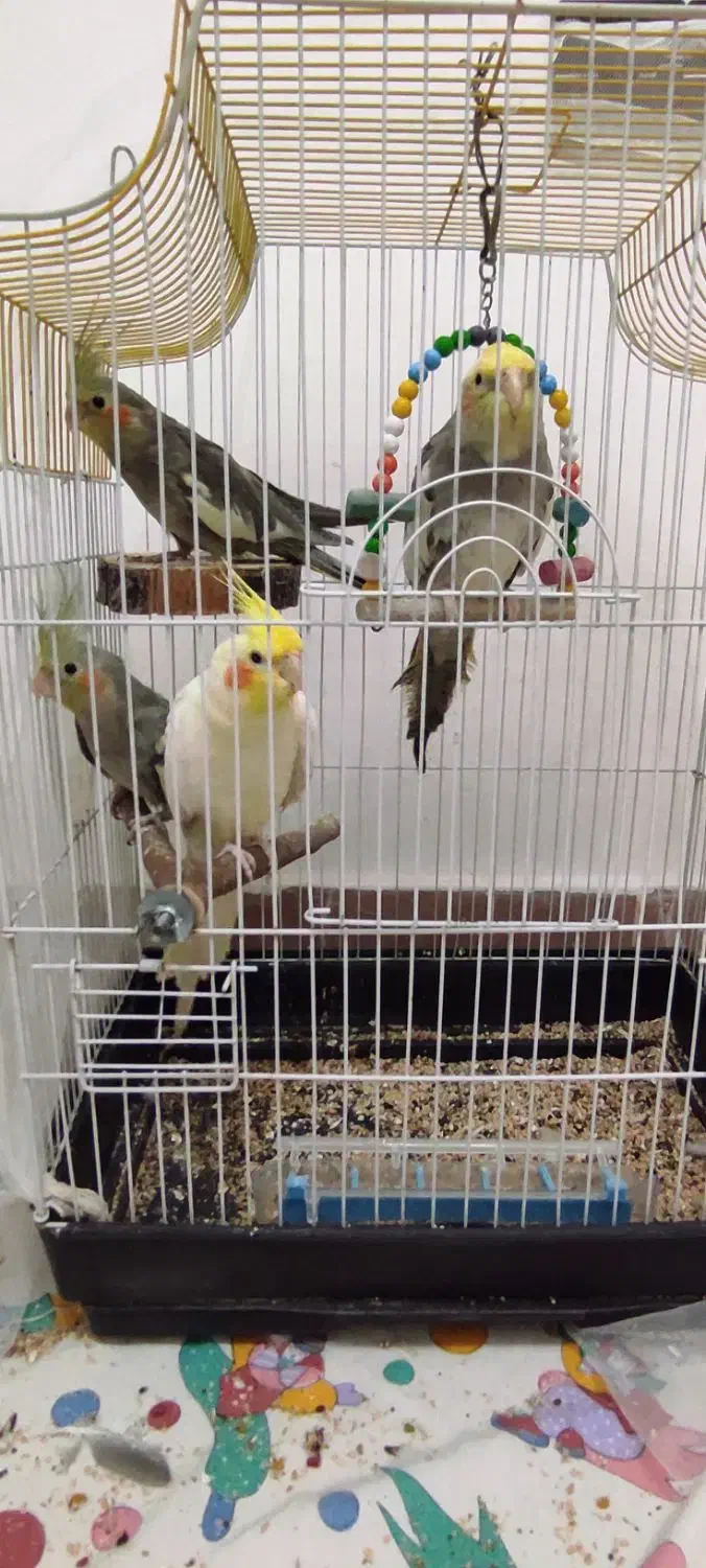 عروس هلندی|پرنده|رشت, فلسطین|دیوار