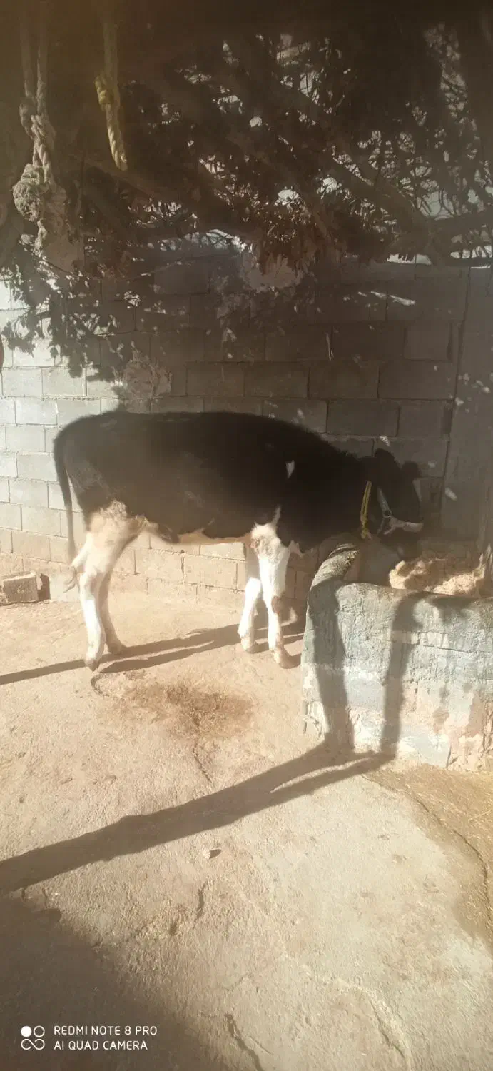 گوساله ماده شنگل|حیوانات مزرعه|لردگان, |دیوار