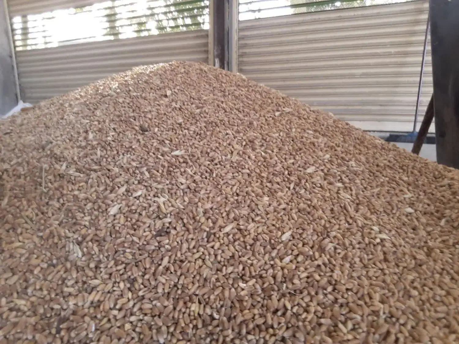 گندم|عمدهفروشی|گرگان, |دیوار