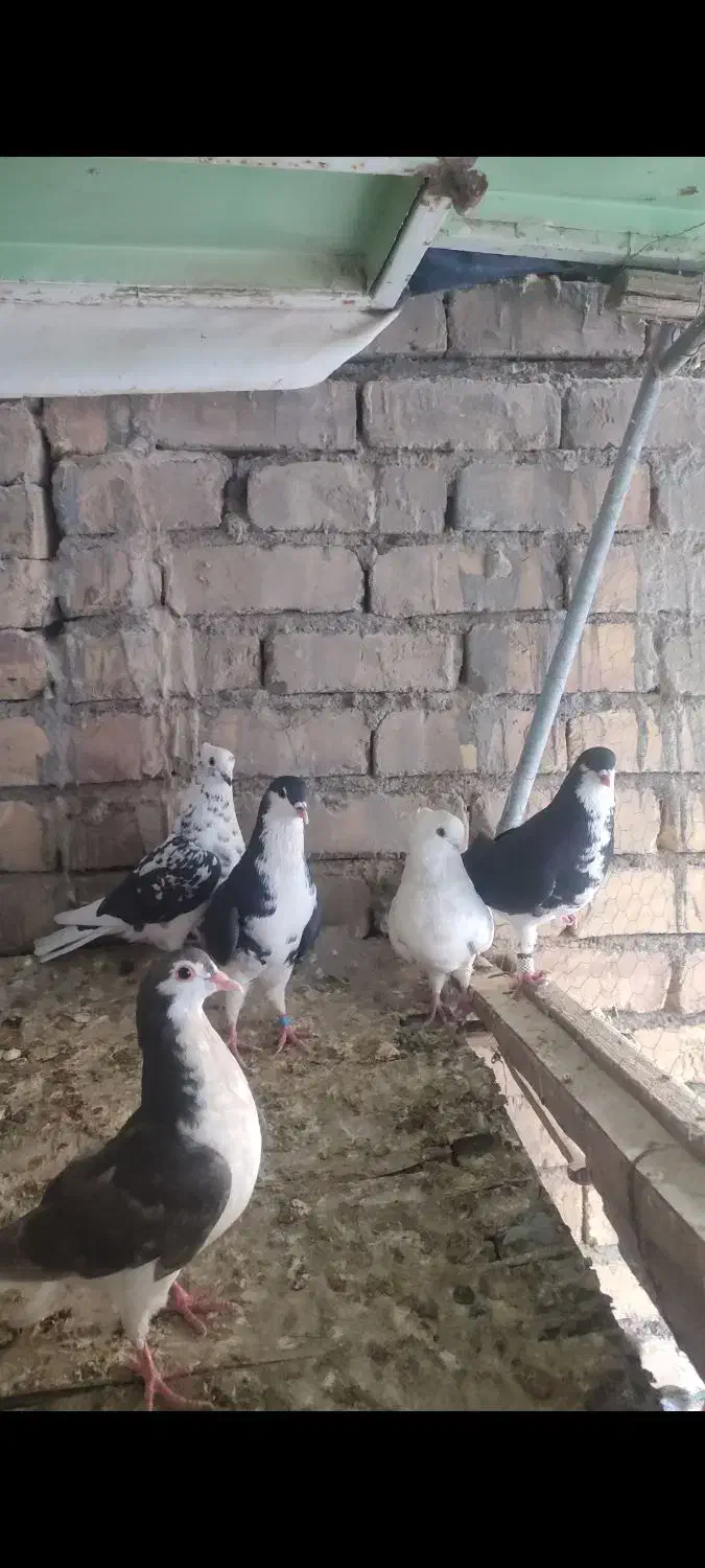 کبوتر اصیل|پرنده|سامان, |دیوار