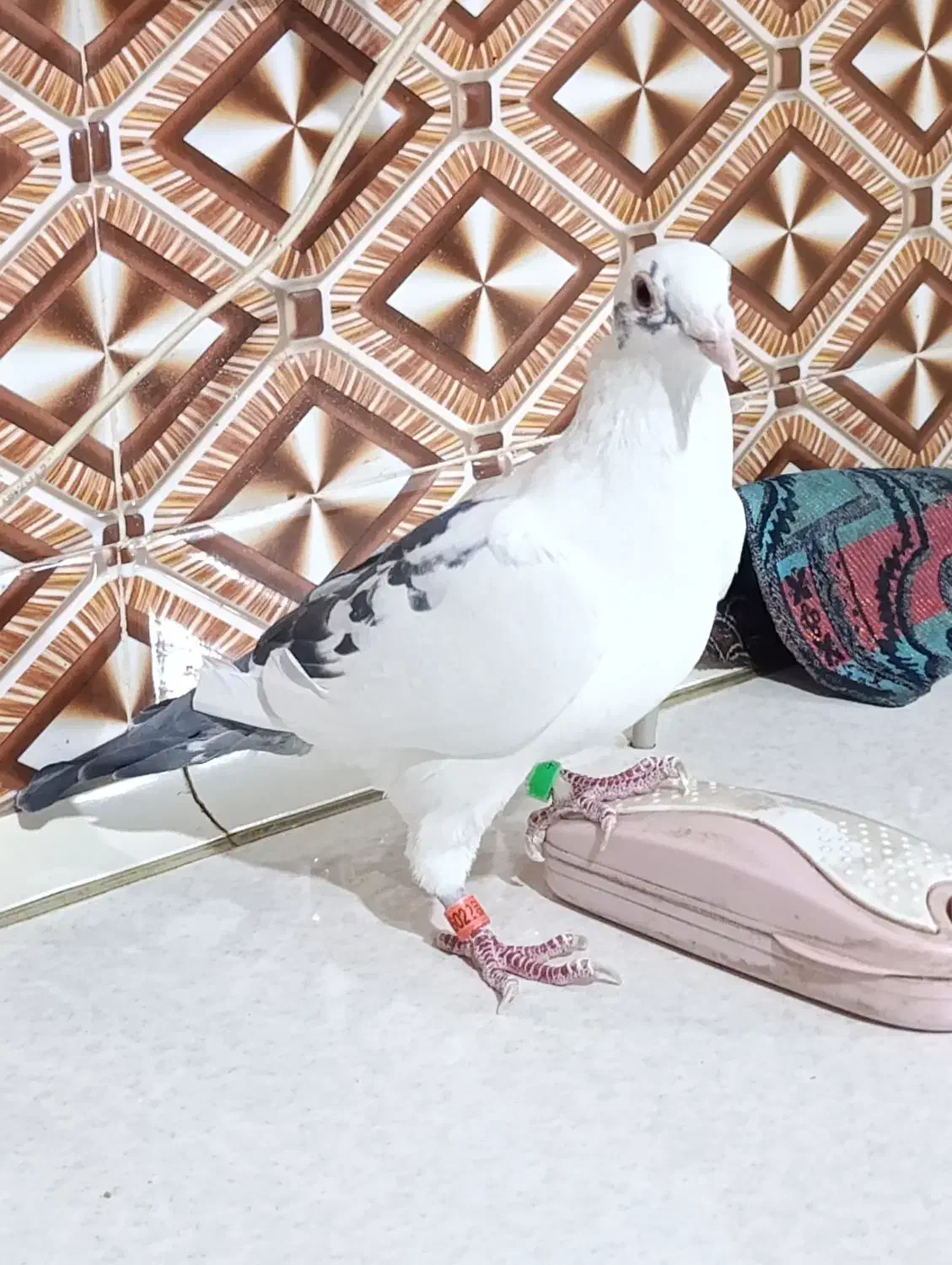 نر پرستو|پرنده|کرباسک, |دیوار