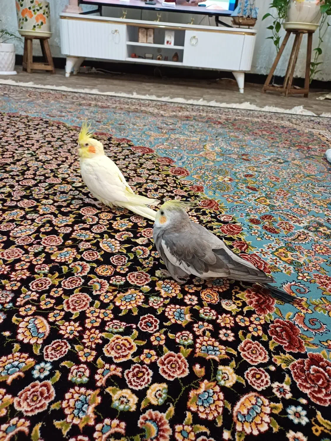 عروس هلندی|پرنده|چناران, |دیوار