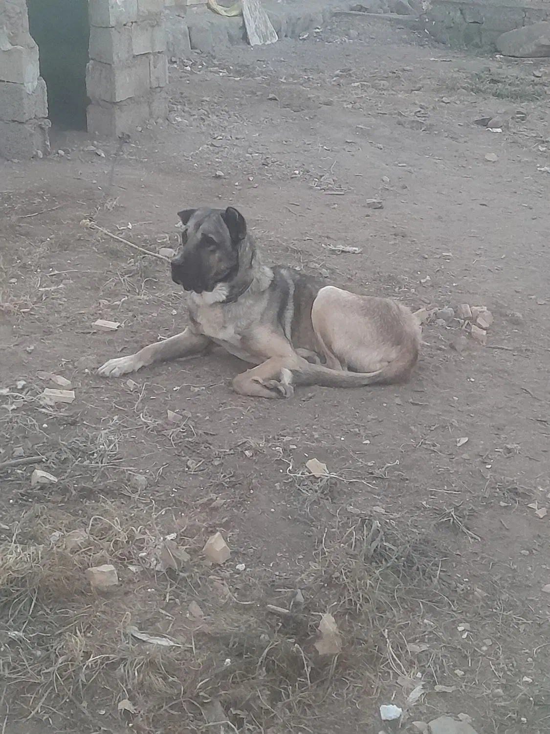 سگ سرابی   نر ۲ ساله|سگ|تهران, بوستان ولایت|دیوار