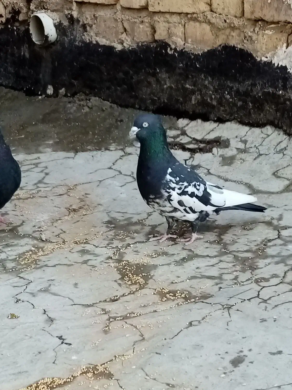 فروش دو جفت کفتر پلاکی و بهبهانی|پرنده|شیراز, کوشک میدان|دیوار