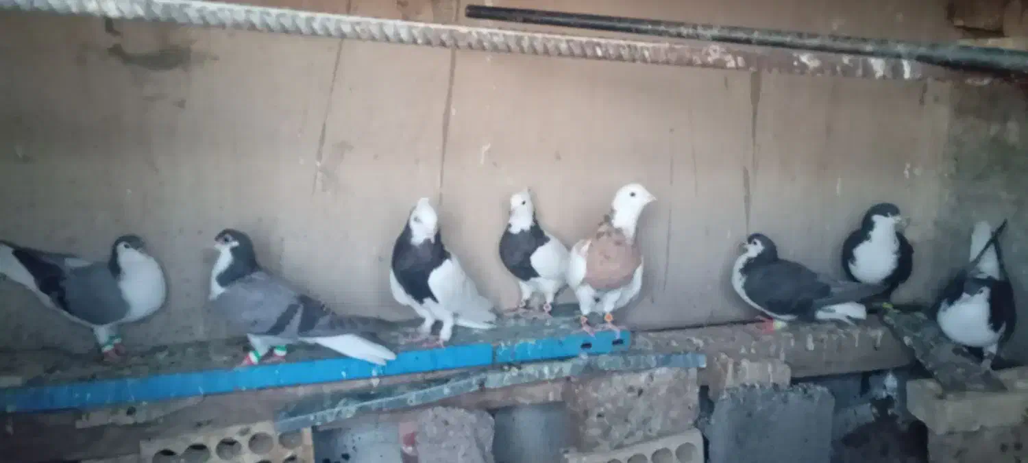 ساده و طوق|پرنده|خوسف, |دیوار