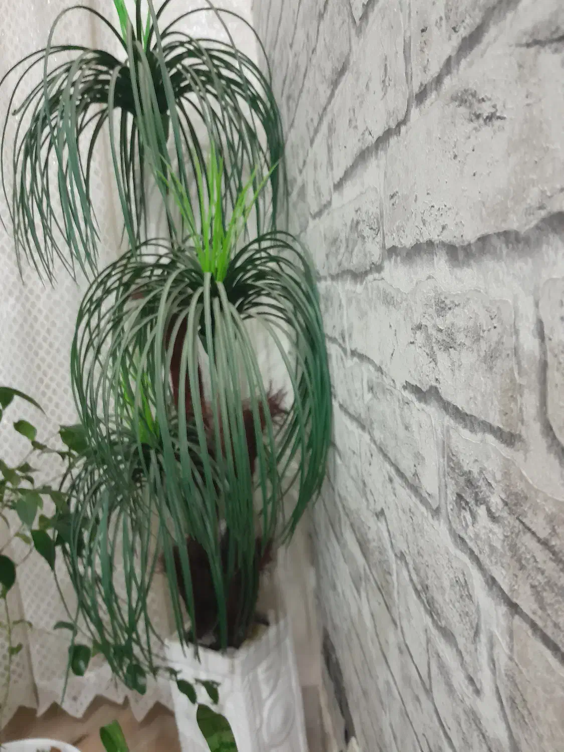 گل مصنوعی|گل مصنوعی|بجنورد, |دیوار