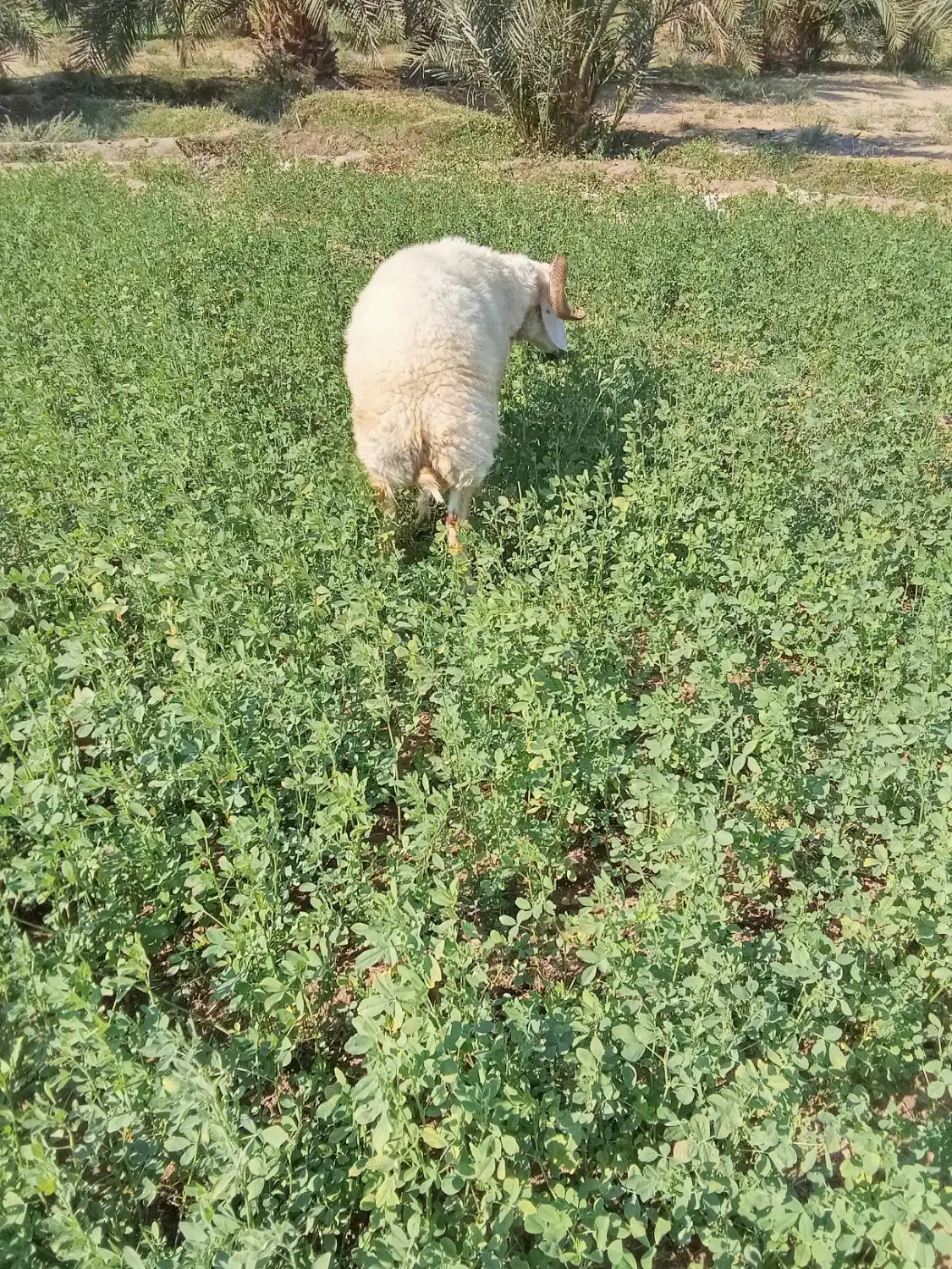 گوچ|حیوانات مزرعه|قلعه گنج, |دیوار