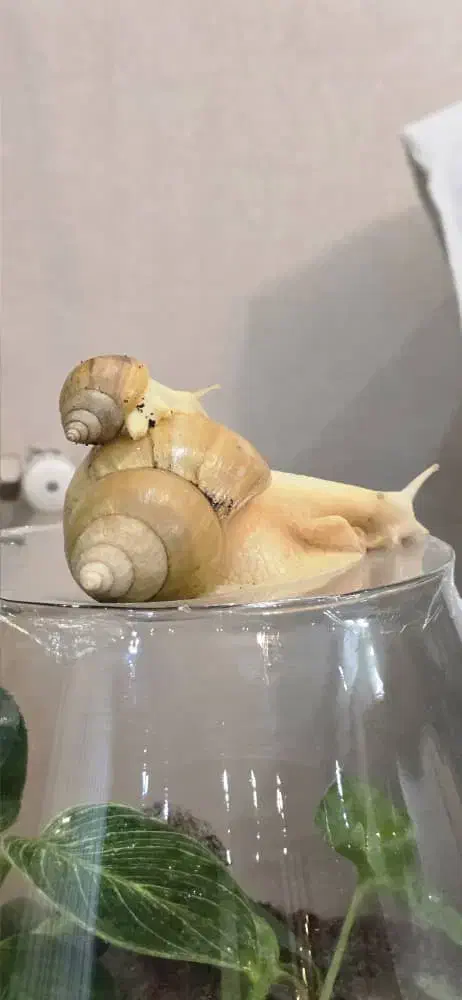 حلزون یکی بخر دوتا ببر|خزنده|اصفهان, شمس آباد|دیوار