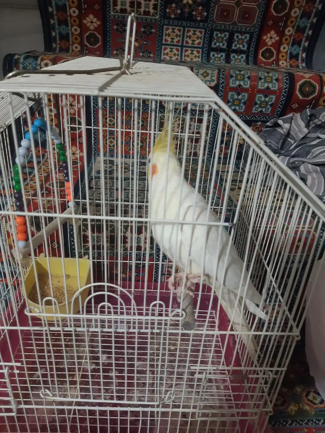 عروس هلندی نر لوتینو|پرنده|قم, انسجام|دیوار