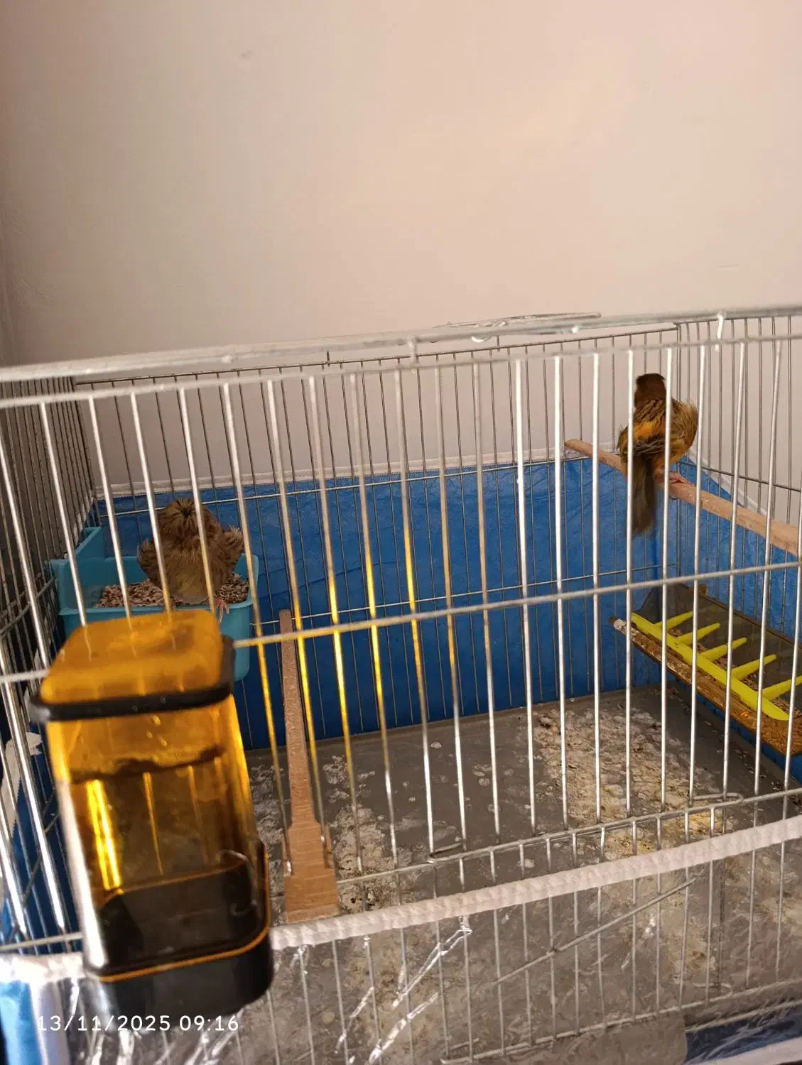 قناری نر بخون|پرنده|بندرعباس, |دیوار