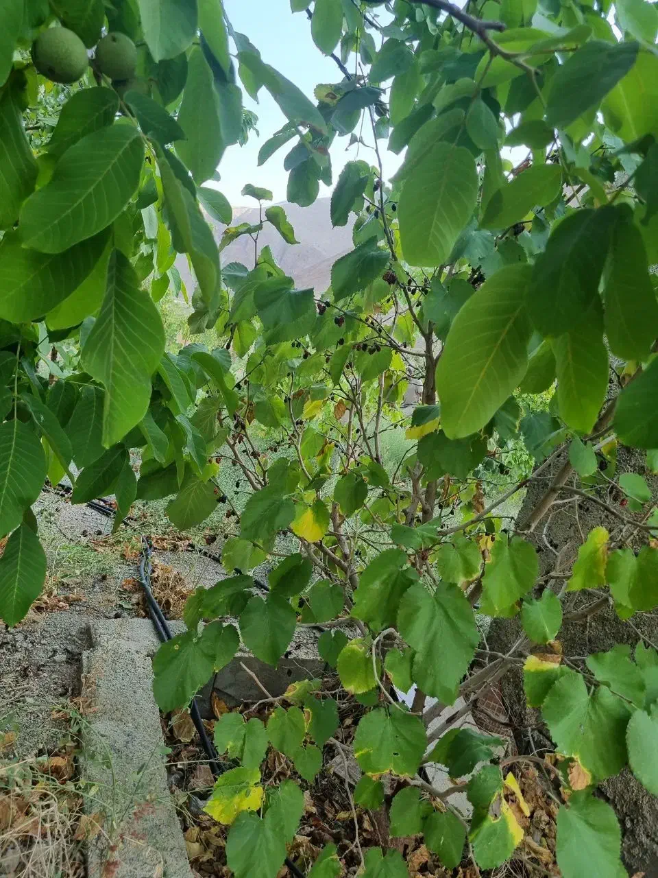 زمین ، باغ|فروش زمین و ملک کلنگی|کهن آباد, |دیوار