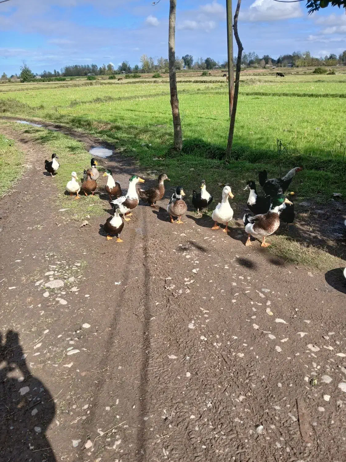 اردک نر وماده|حیوانات مزرعه|سنگر, |دیوار