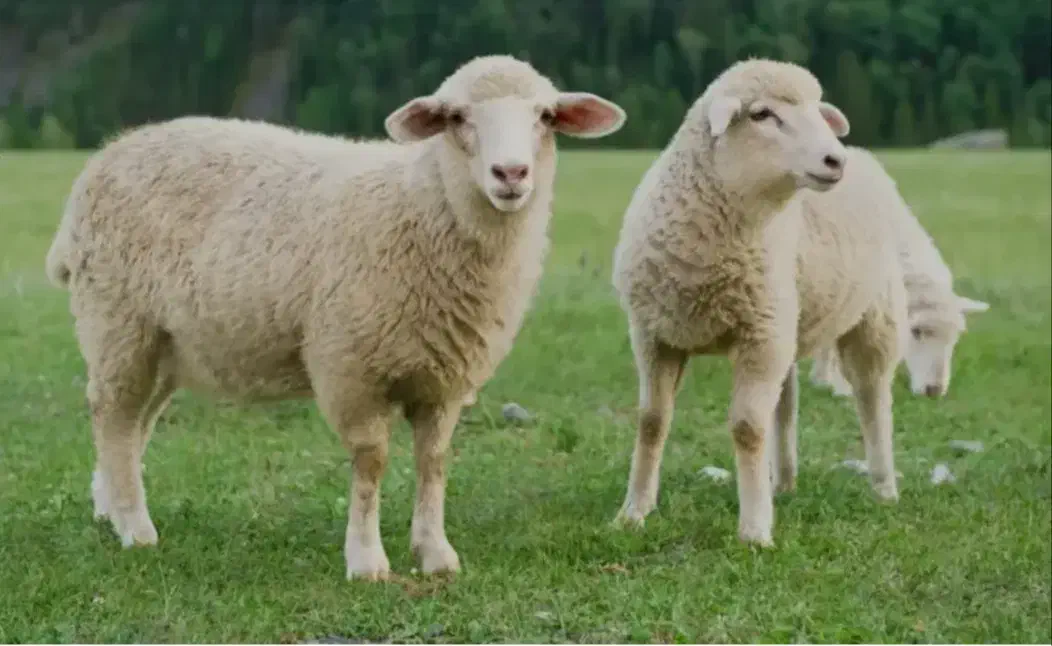 فروش گوسفند زنده در نسیم شهر|حیوانات مزرعه|نسیم‌شهر, |دیوار