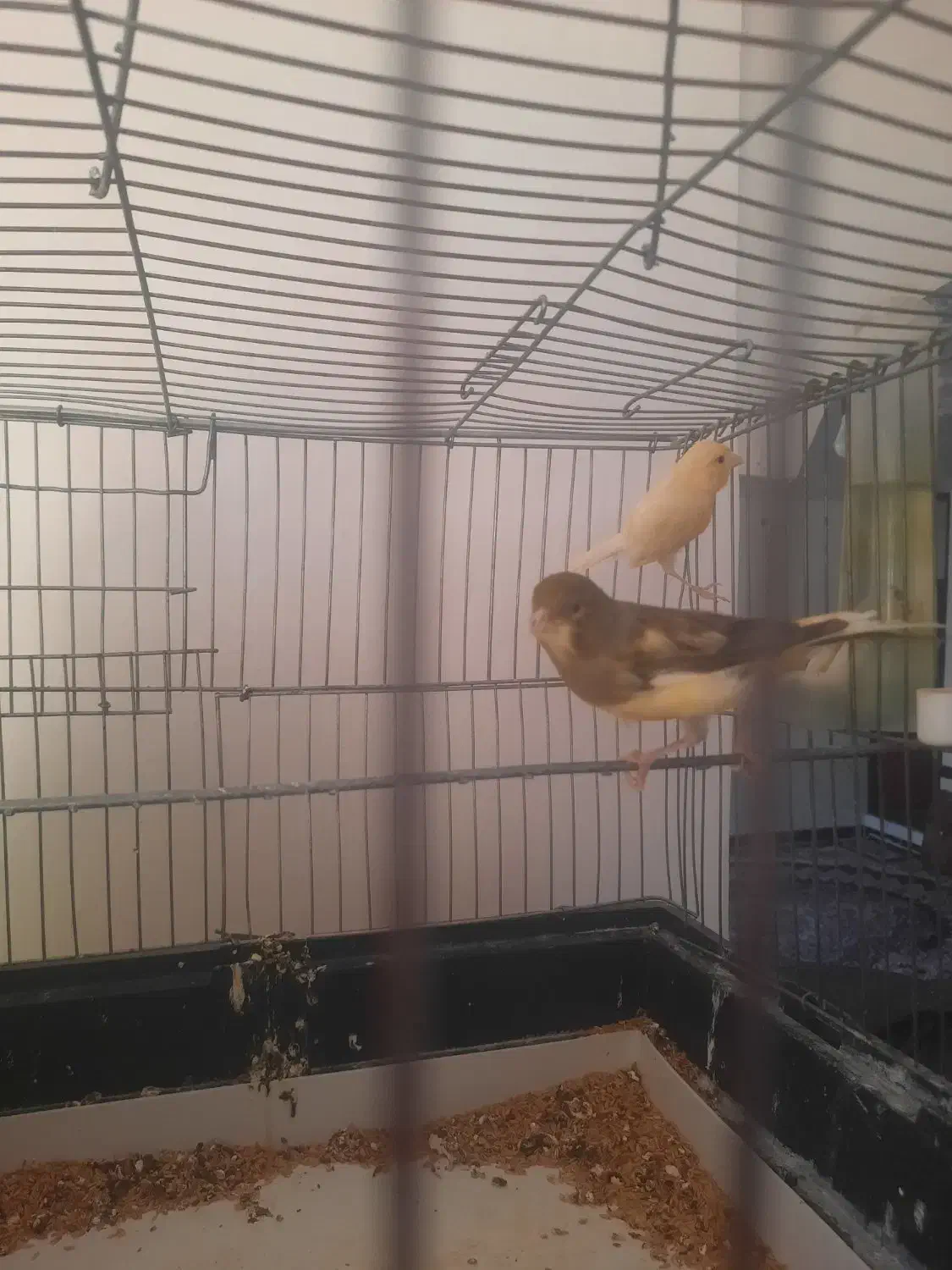 جفت قناری تخم گذار|پرنده|سردشت, |دیوار