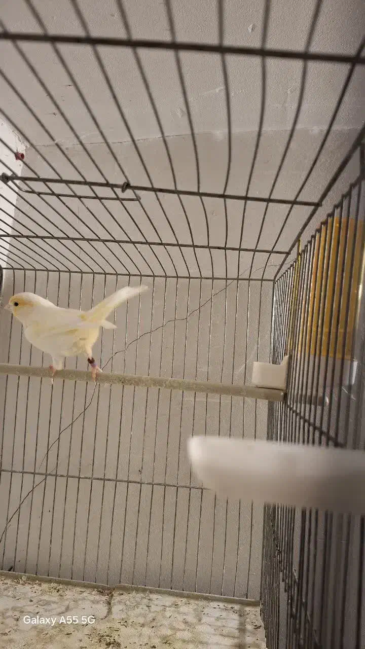 قناری جفت موزایکی|پرنده|قزوین, |دیوار