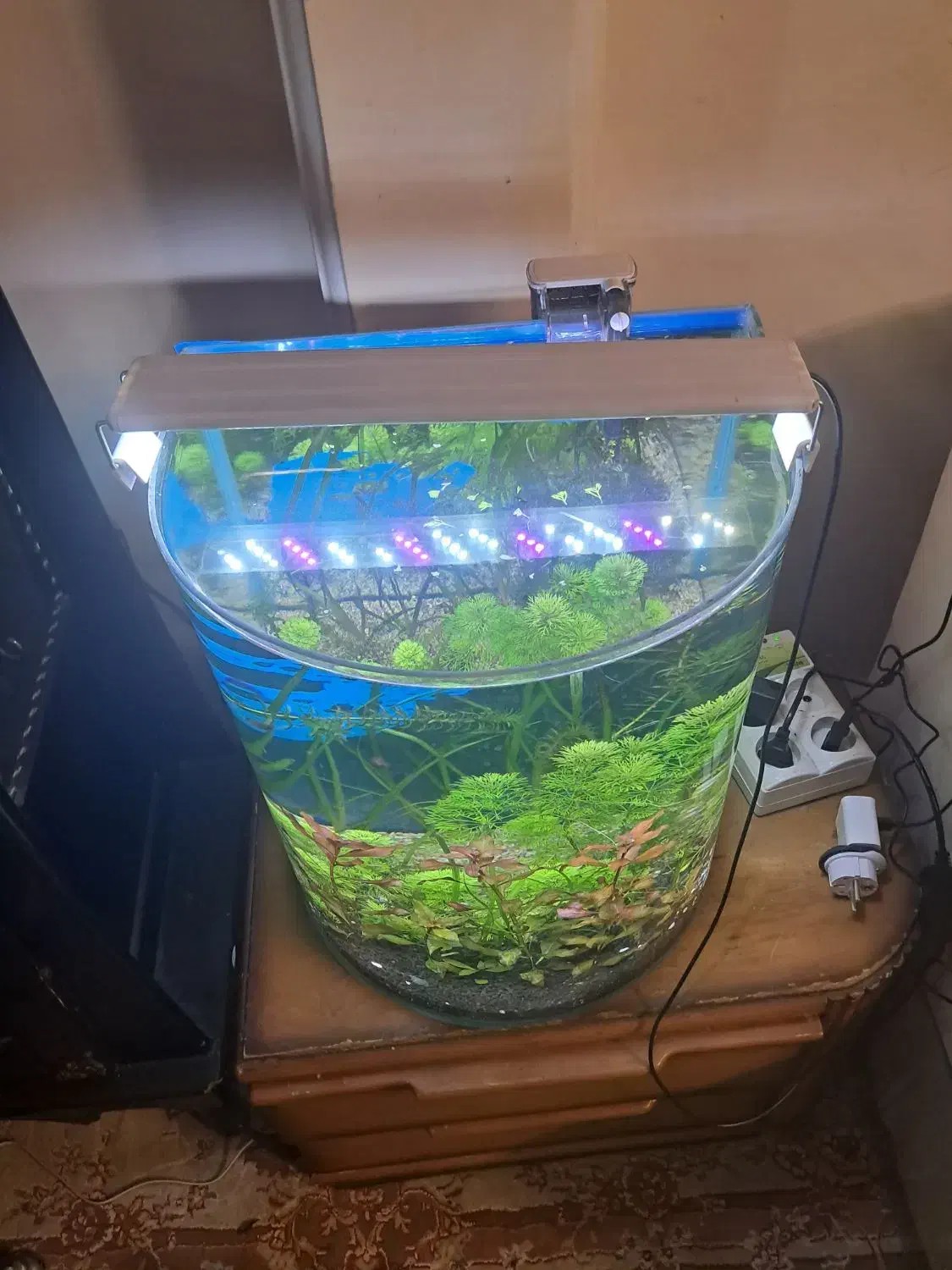 اکواریوم گیاهی|ماهی|تهران, جوادیه تهرانپارس|دیوار