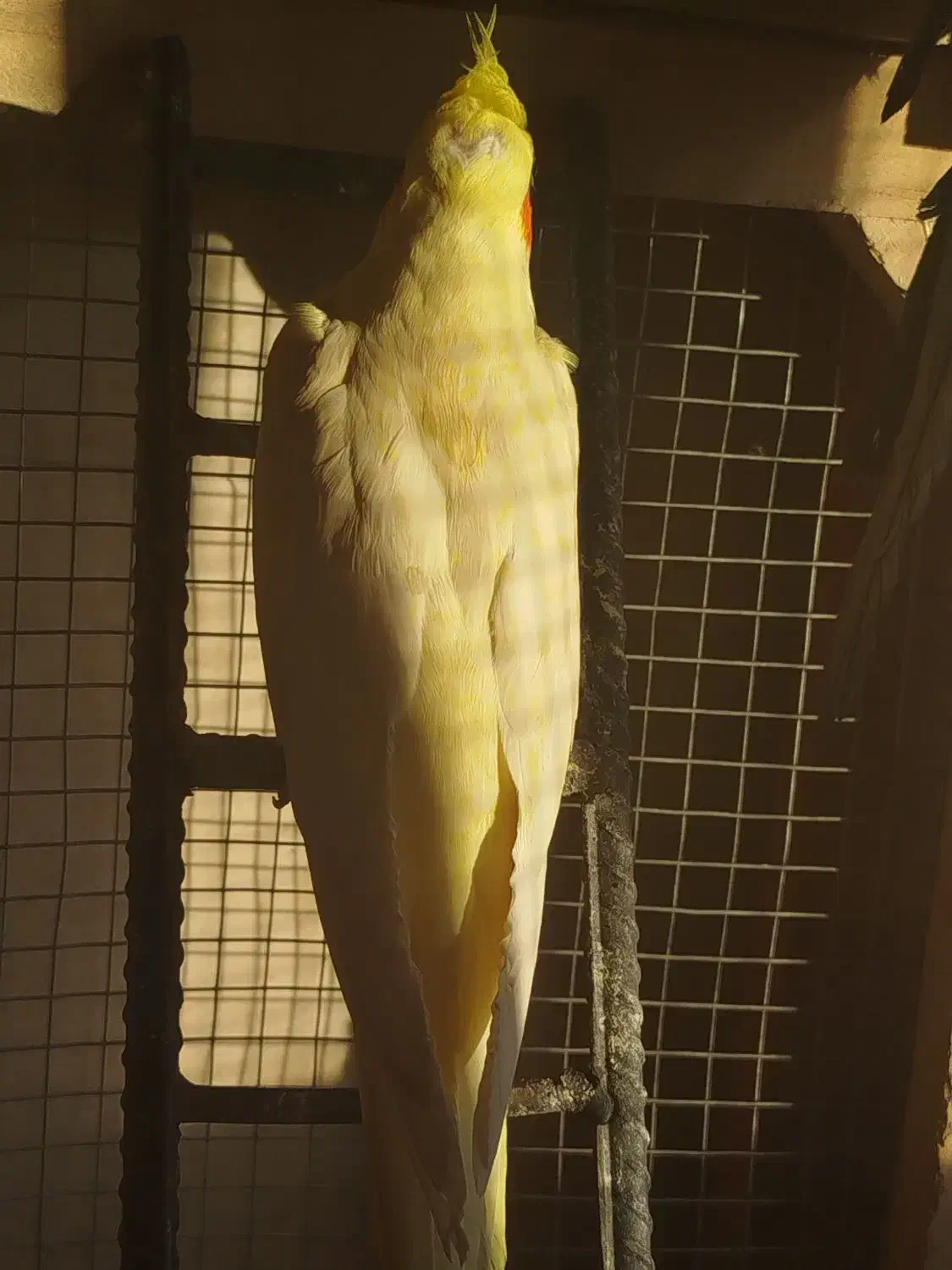 عروس هلندی|پرنده|اسکو, |دیوار