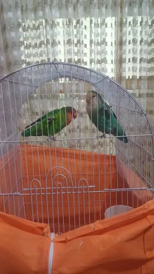 جفت طوطی برزیلی بسیار سالم وسرحال باقفس بزرگ|پرنده|چالوس, |دیوار