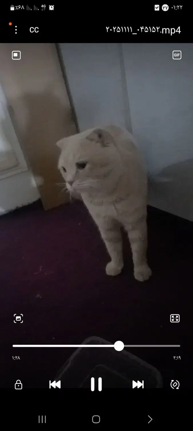 اسکاتیش|گربه|مشهد, حضرت حجت|دیوار