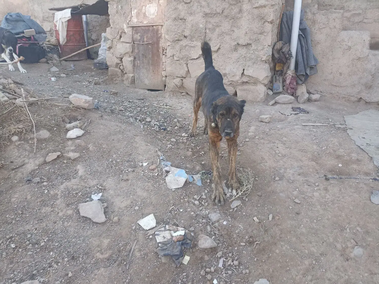 سگ گله|سگ|مشکان, |دیوار