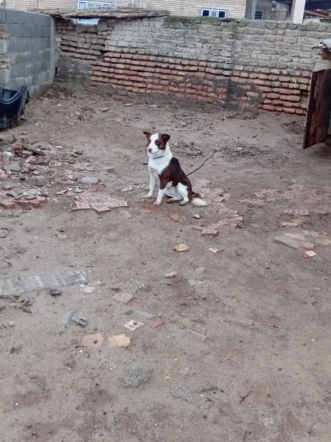 سگ پاکوتاه  روستای|سگ|گنبد کاووس, |دیوار