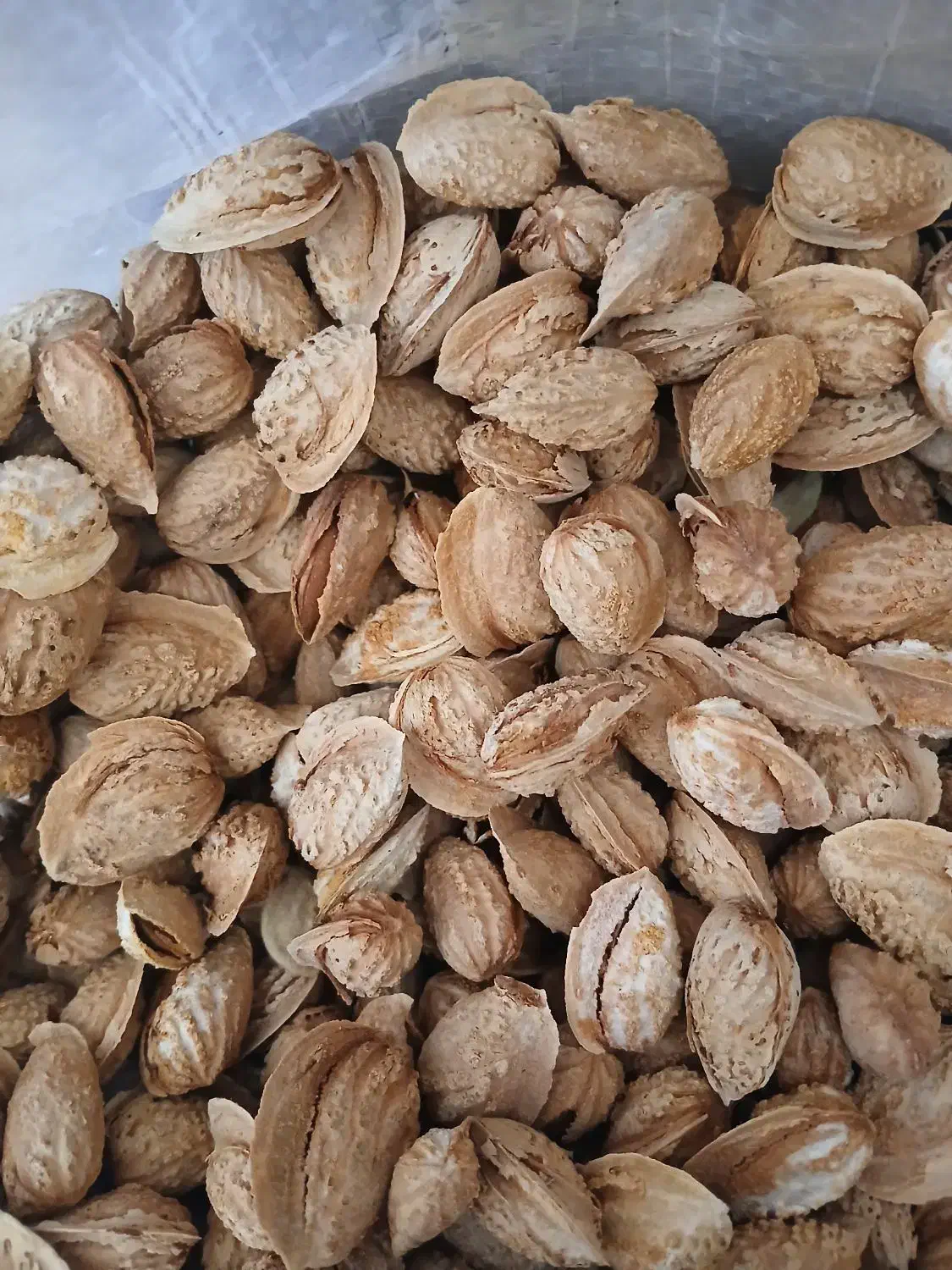 بادام کاغذی|خوردنی و آشامیدنی|ملکان, |دیوار