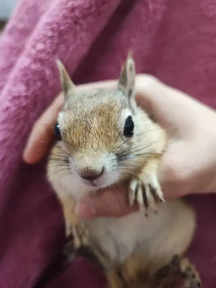 جفت همستر رام|موش و خرگوش|کرمان, |دیوار