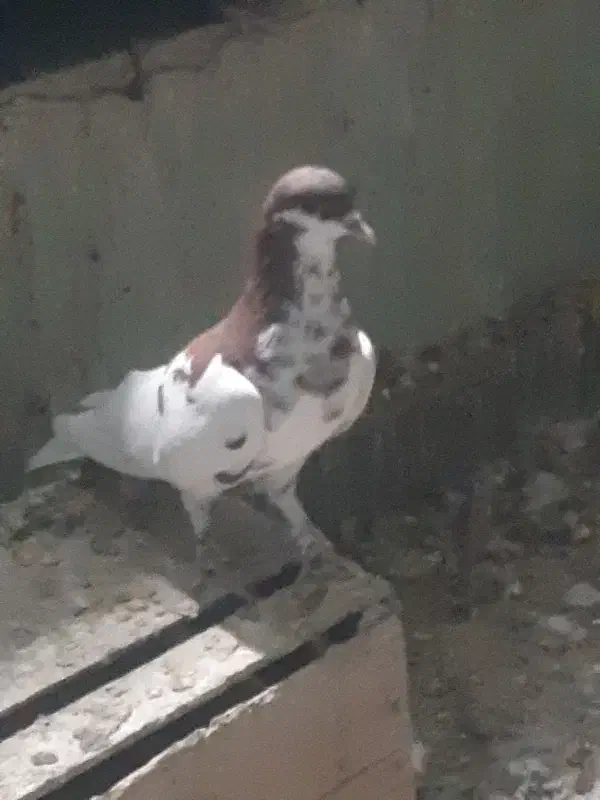 کبوتر|پرنده|کوه چنار, |دیوار