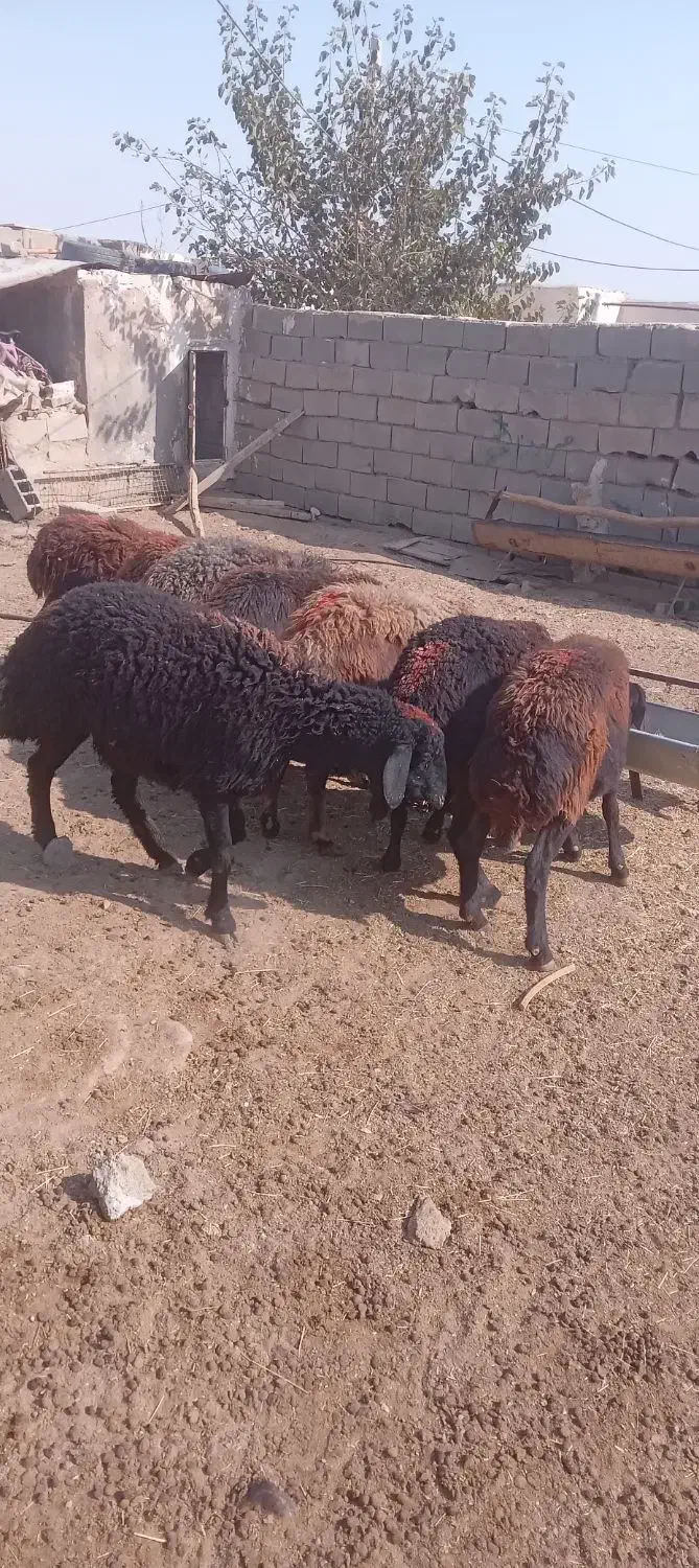 ۷۰راس کاور و میش قره غزل جنس عتیقه،|حیوانات مزرعه|مشهد, شهرک مطهری|دیوار