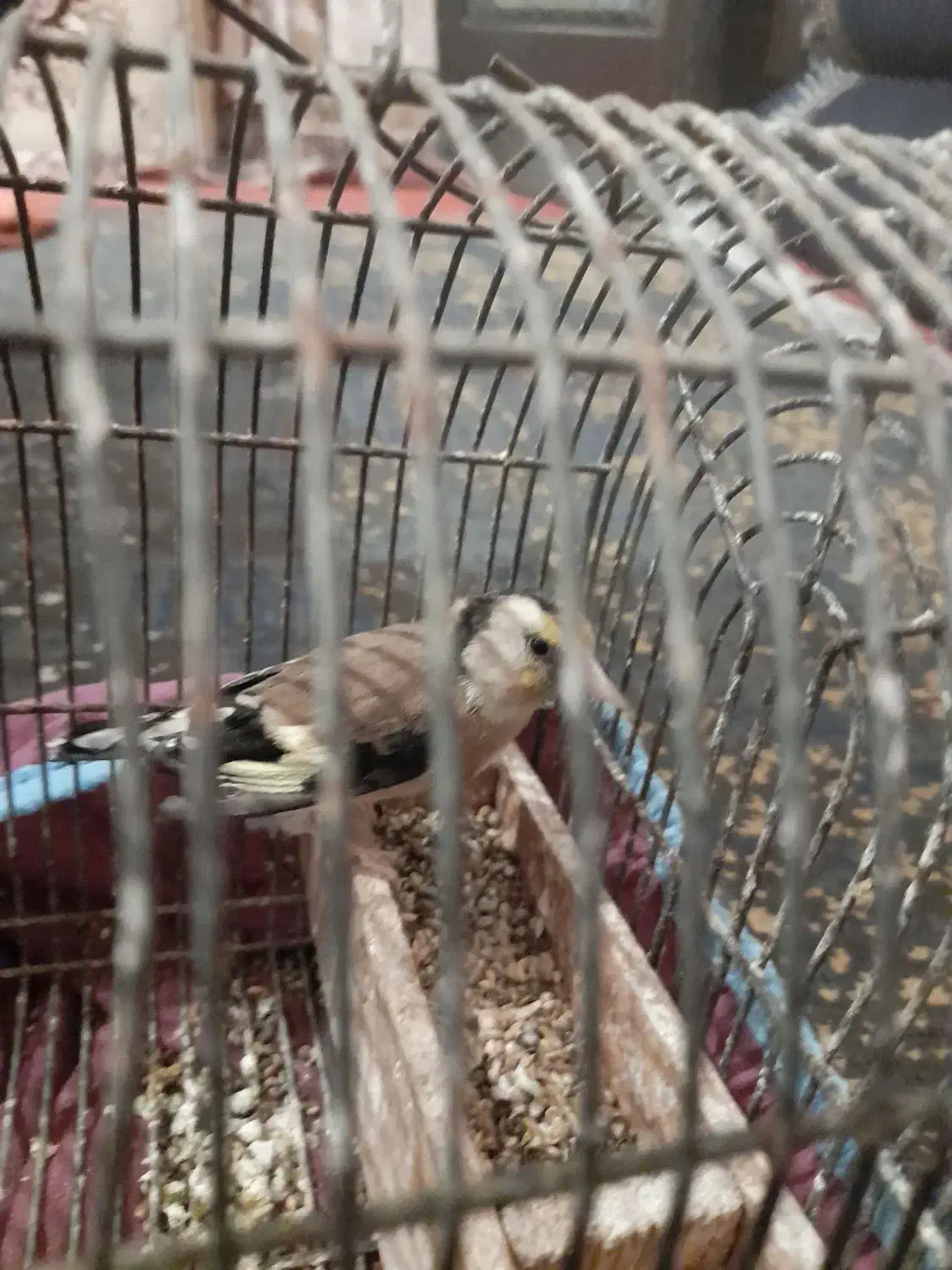 فروش سهره ماده کار داره|پرنده|فیروزآباد (فارس), |دیوار