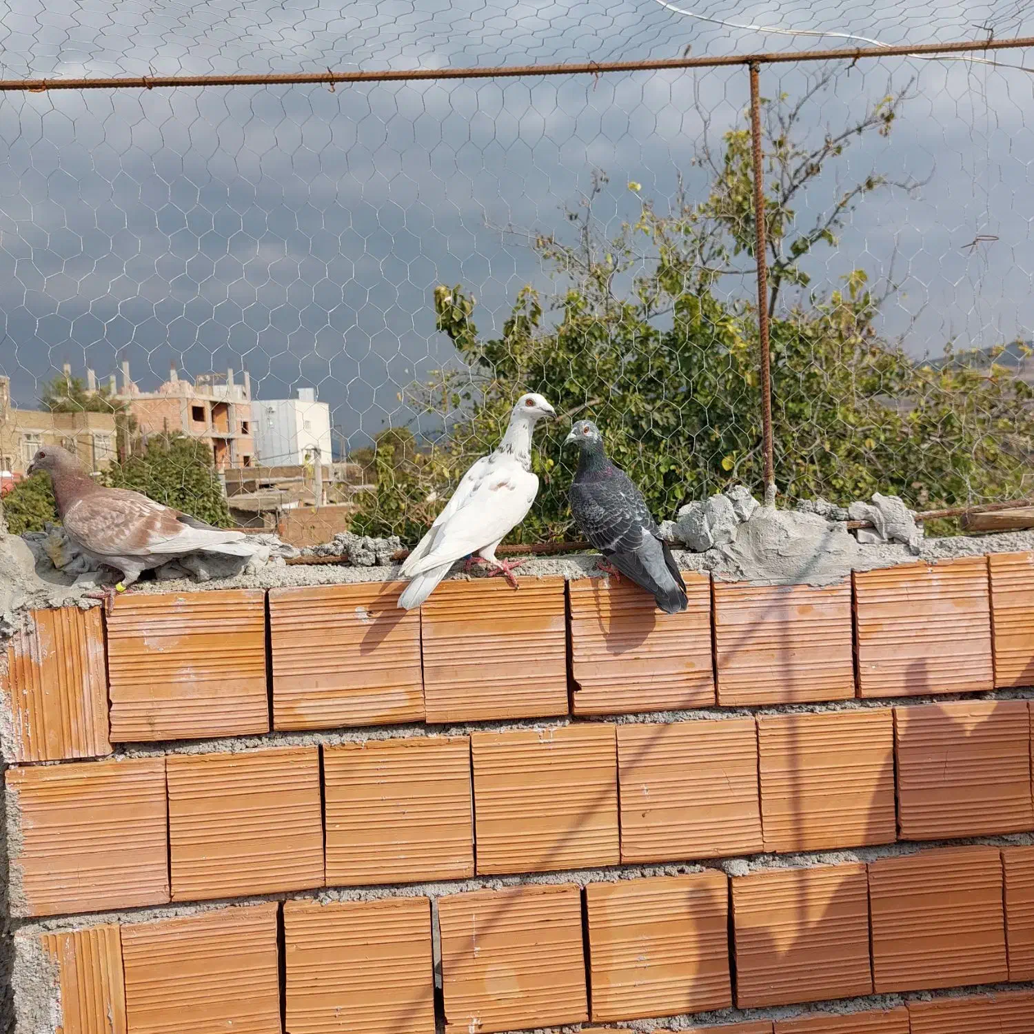کبوتر آلمانی مسافتی رنگی|پرنده|کلاله, |دیوار