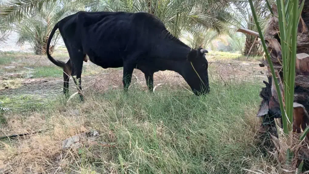 گاو آوس|حیوانات مزرعه|کهنوج, |دیوار