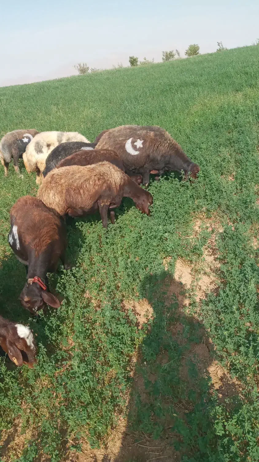 چاپر پوست بادم خوراک دام|عمدهفروشی|چنارود, |دیوار