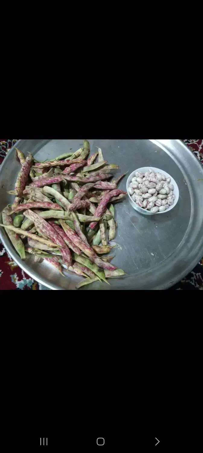 لوبیا چیتی با پوست|خوردنی و آشامیدنی|کلاردشت, |دیوار