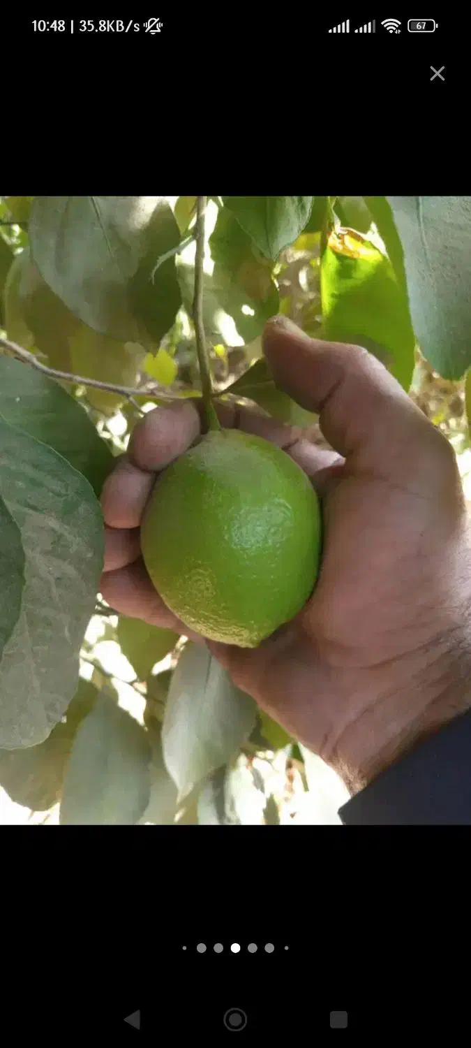 لیمو سنگی|حراج|اهواز, کوی سعدی|دیوار