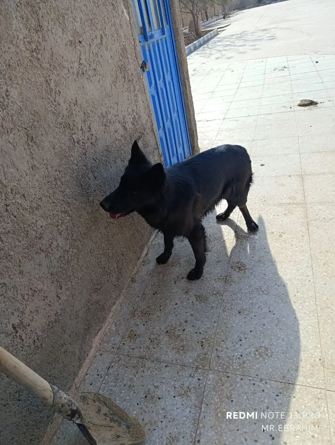 سگ ژرمن بلک|سگ|یزد, |دیوار