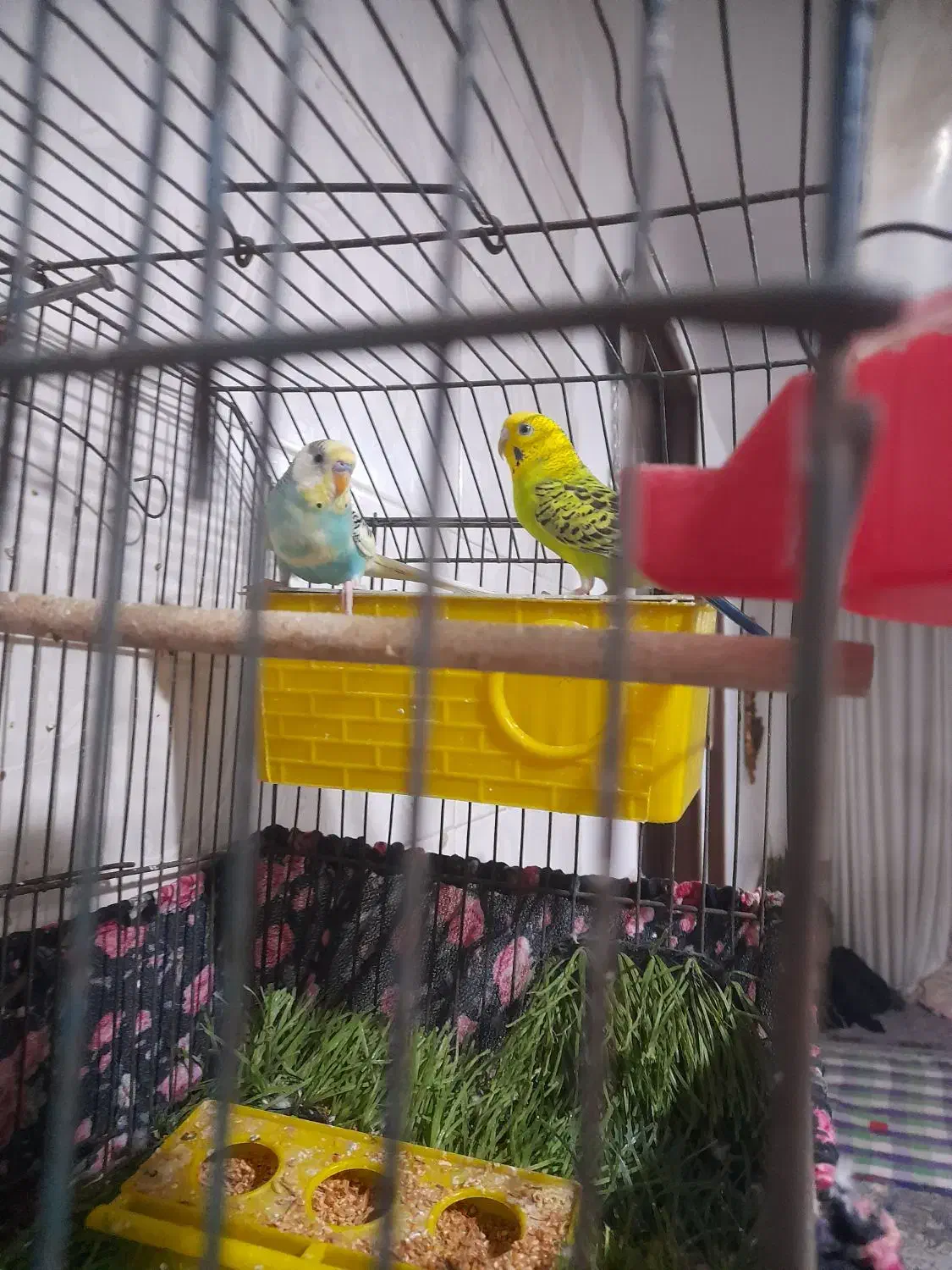 مرغ عشق|پرنده|رامشیر, |دیوار