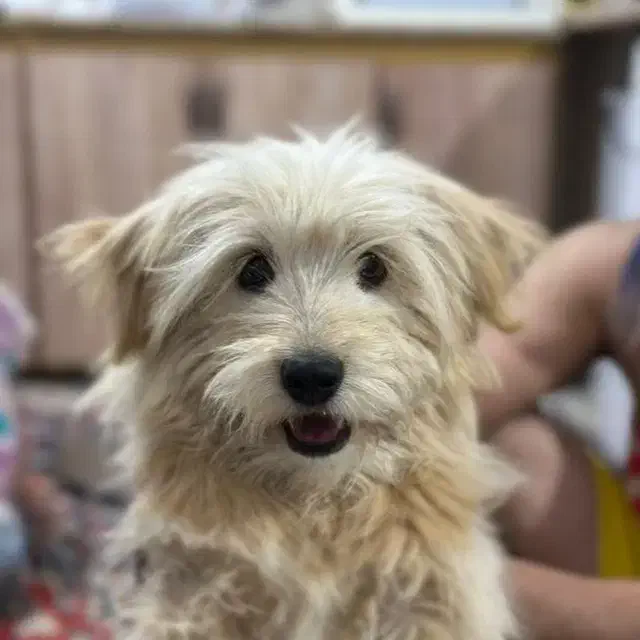 شیتزو|سگ|خرمآباد, |دیوار