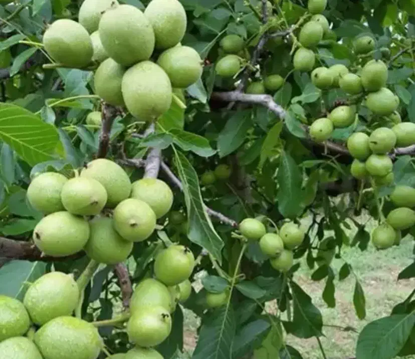 نهال گردو فرنور و چندلر|خدمات باغبانی و درختکاری|سرخنکلاته, |دیوار