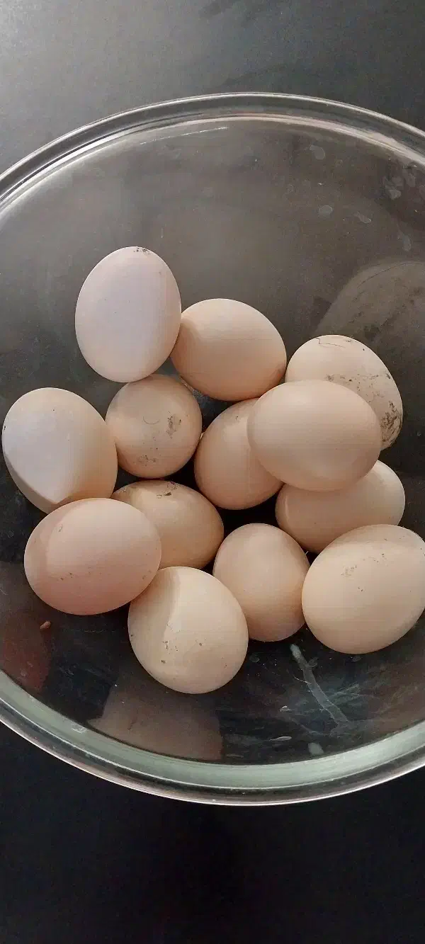 تخم مرغ لاری|حیوانات مزرعه|اردبیل, |دیوار